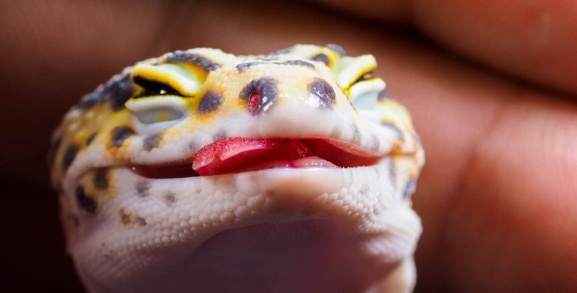 Leopard-geckos_somsak-mungmee_shutterstock