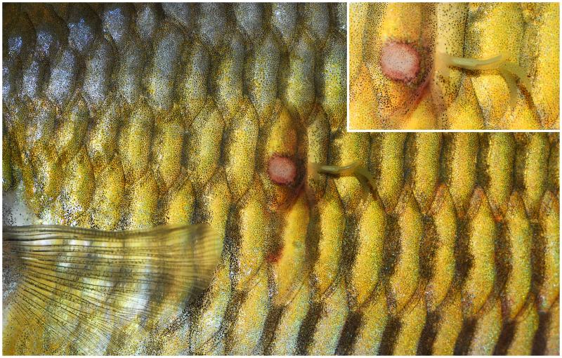 Lernaea (anchor worms) a genus of copepods