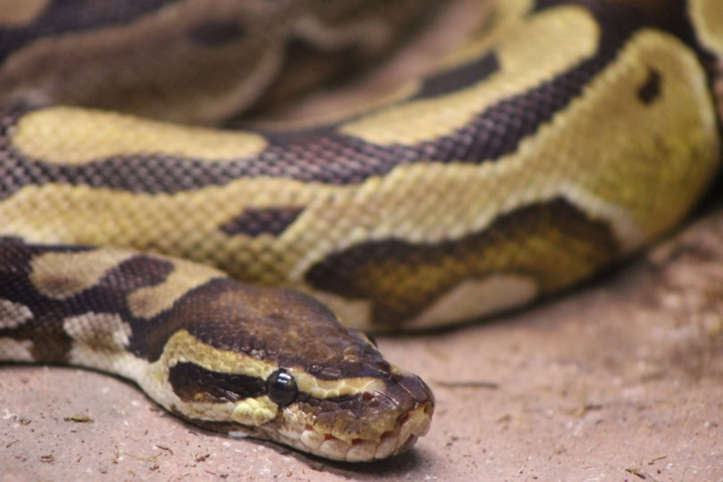 Lesser ball python