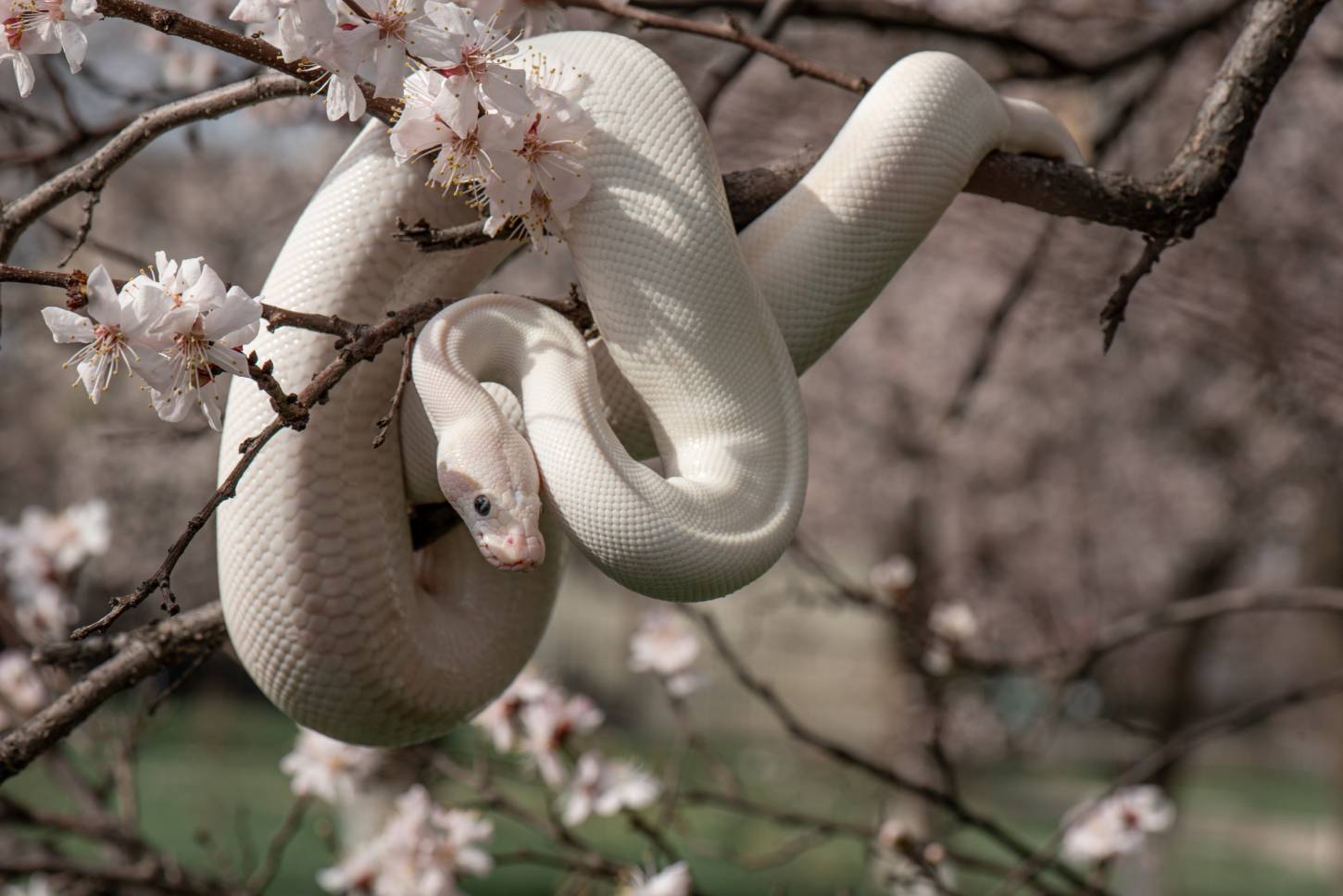 Leucistic Python Morph