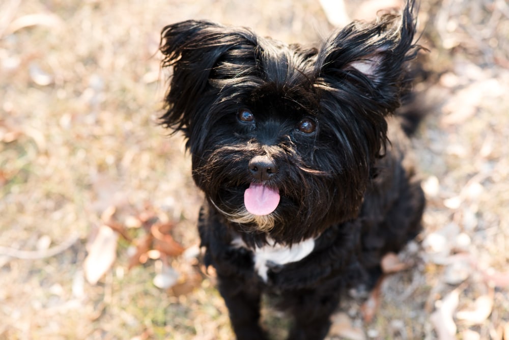 Lhasapoo looking up
