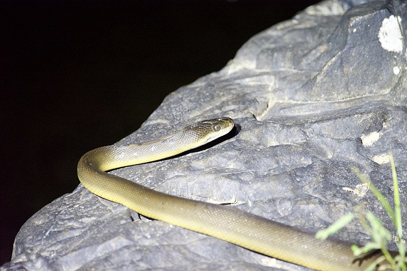 Liasis fuscus