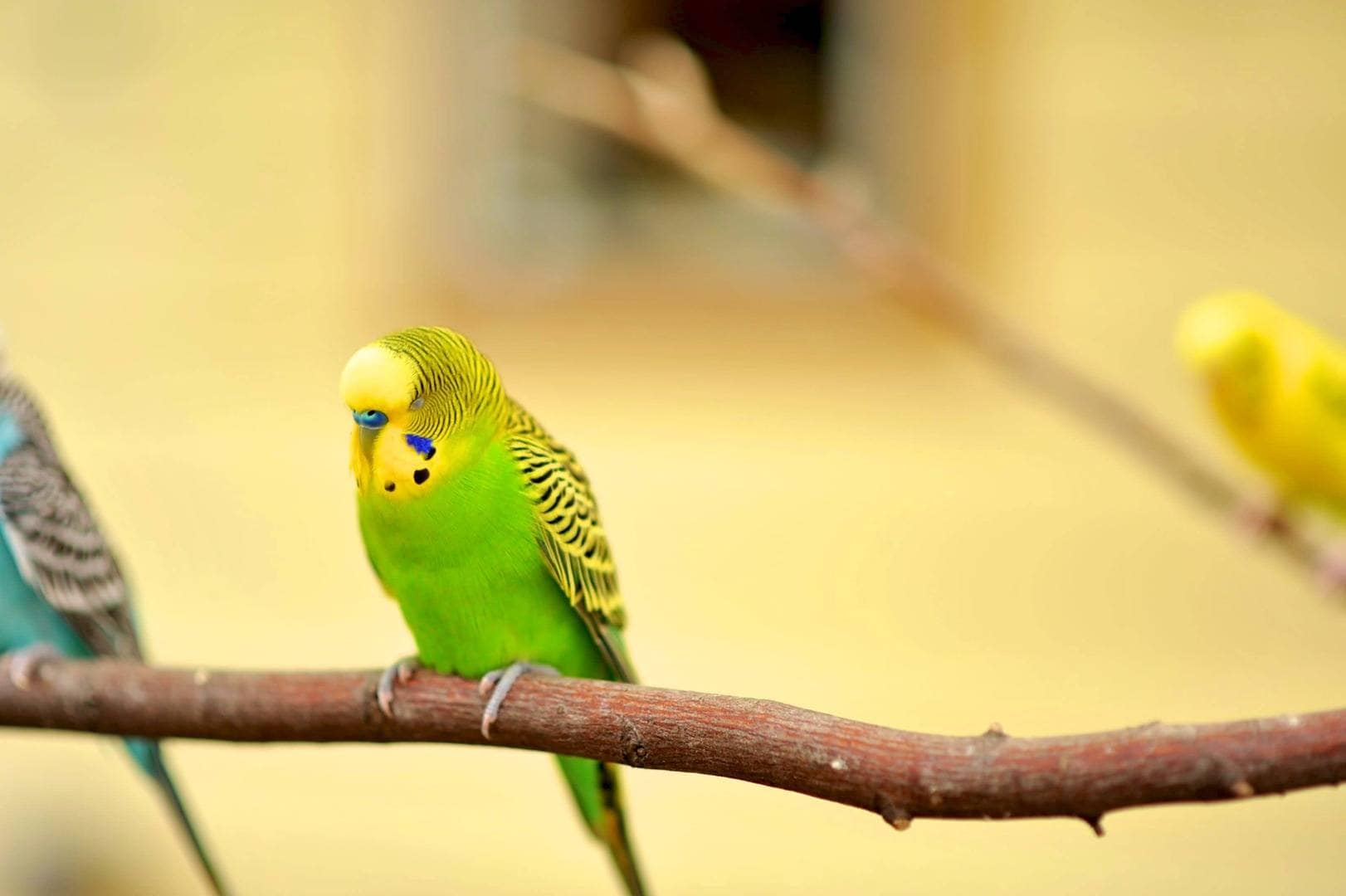 Light Green Budgie