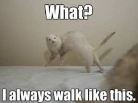 Like a Ninja