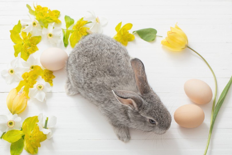 Lilac Rabbit