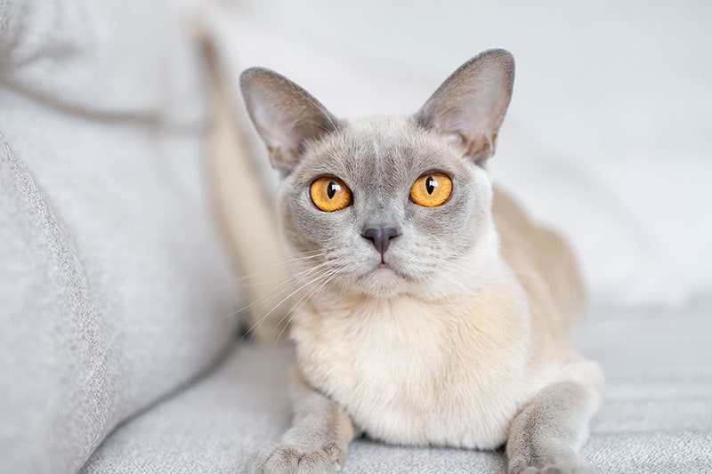Lilac burmese kitten
