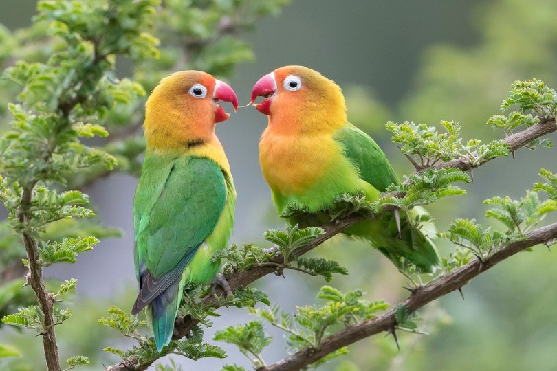 Lilian’s Lovebirds lovebird sounds
