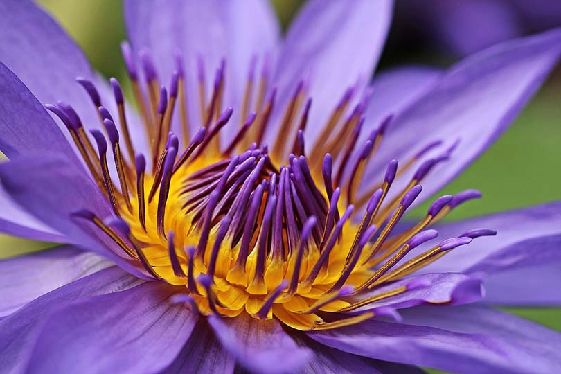 Lilies