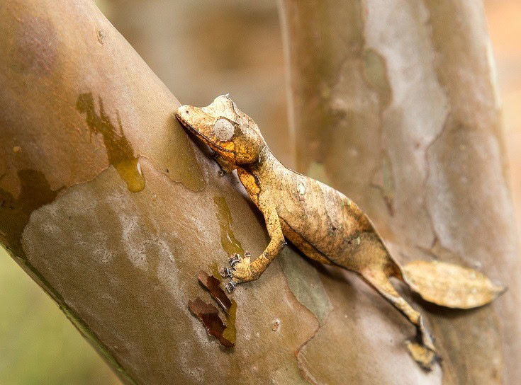 Lined Leaf Tailed Gecko_shutterstock_Anna Veselova