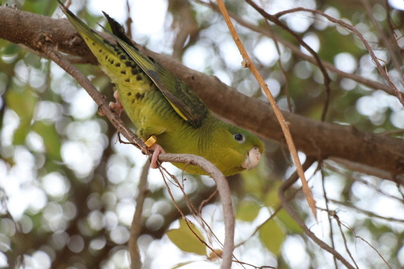 Lineolated parakeet on a tree
