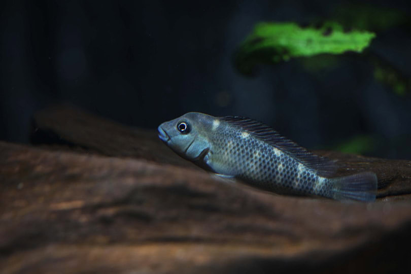 Lionhead Cichlid