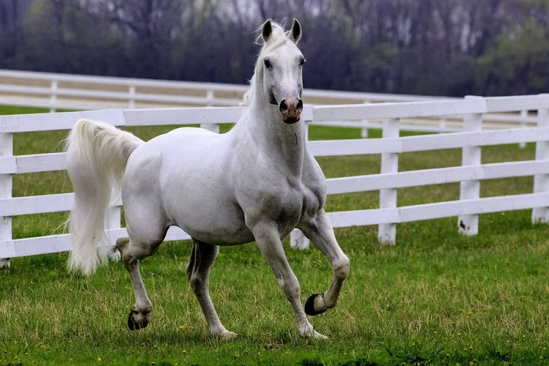Lipizzaner horse_Shutterstock_karengesweinphotography