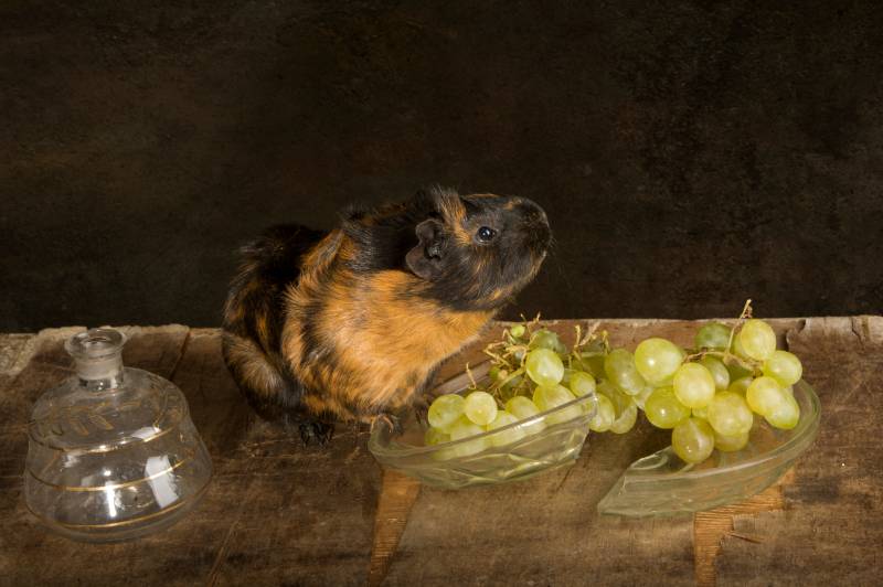 Little curly-haired guinea pig with grapes on New Year's Eve