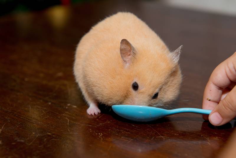 Little peach hamster eating from toy spoon on the table