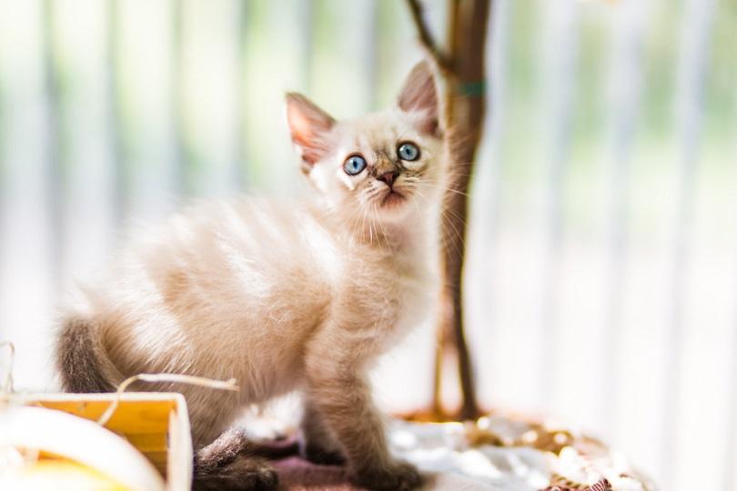 Little tonkinese kitten_Lifesummerlin_shutterstock