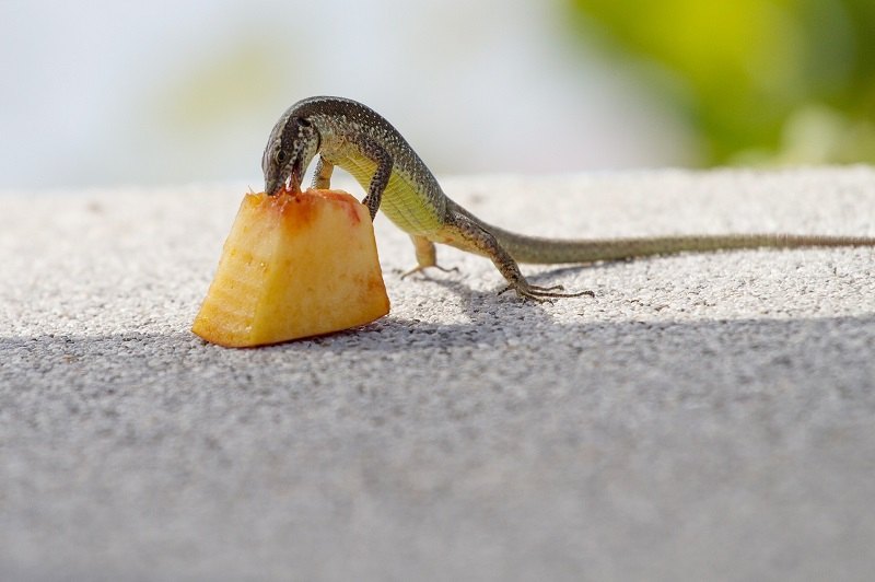Lizard Feeding