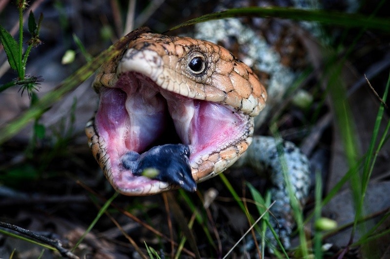 Lizard eating in the wild