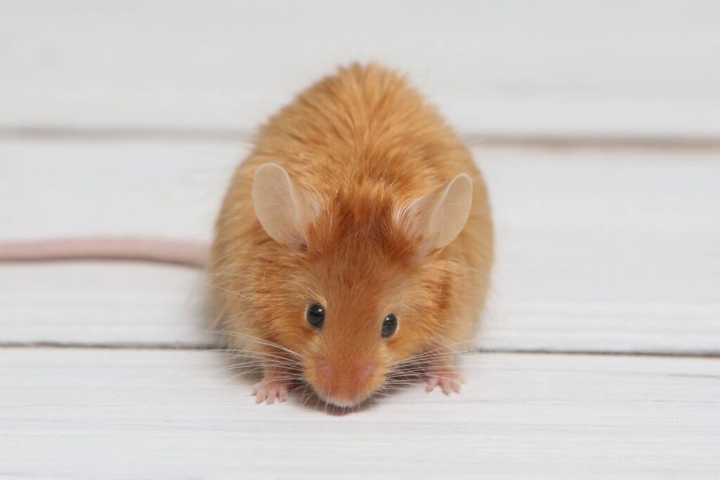 Long hair Satin Mice