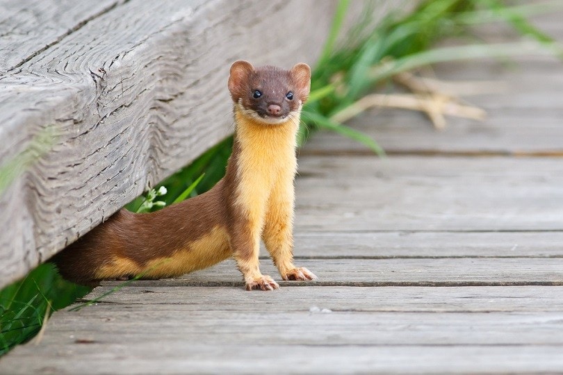 Long Tailed Weasel_wildphoto3_shutterstock