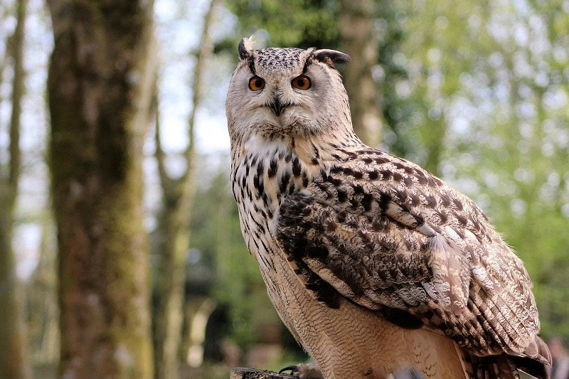 Long eared owl_Kevinsphotos, Pixabay attack cat