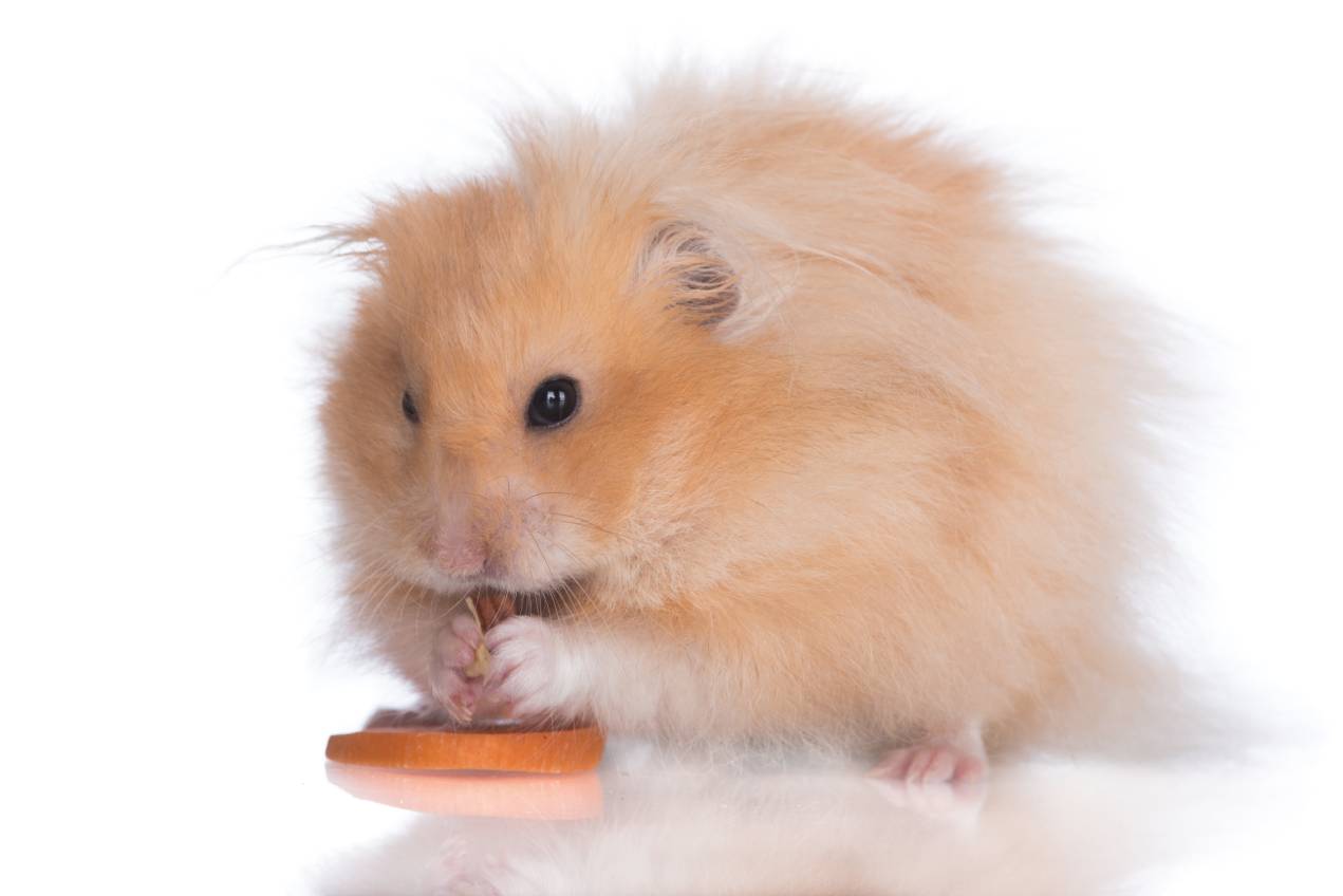 Long hair Mouse