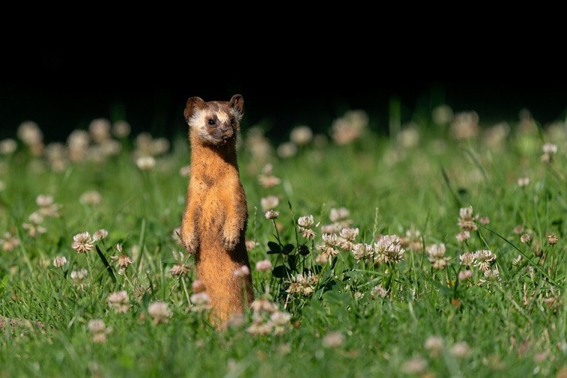 Long-tailed Weasel_Kelp Grizzly Photography_shutterstock