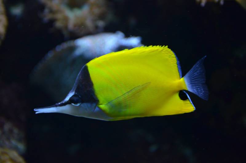Longnose butterflyfish (Forcipiger longirostris)