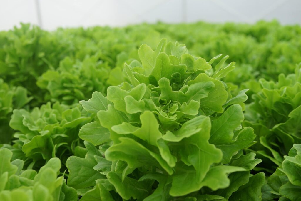 Loose-Leaf Lettuce