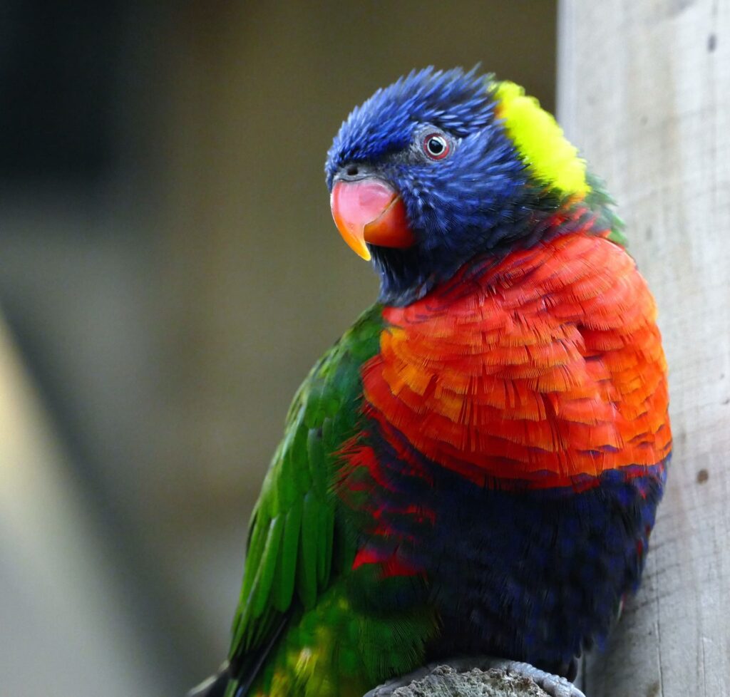 Lorikeet side view_Pixabay