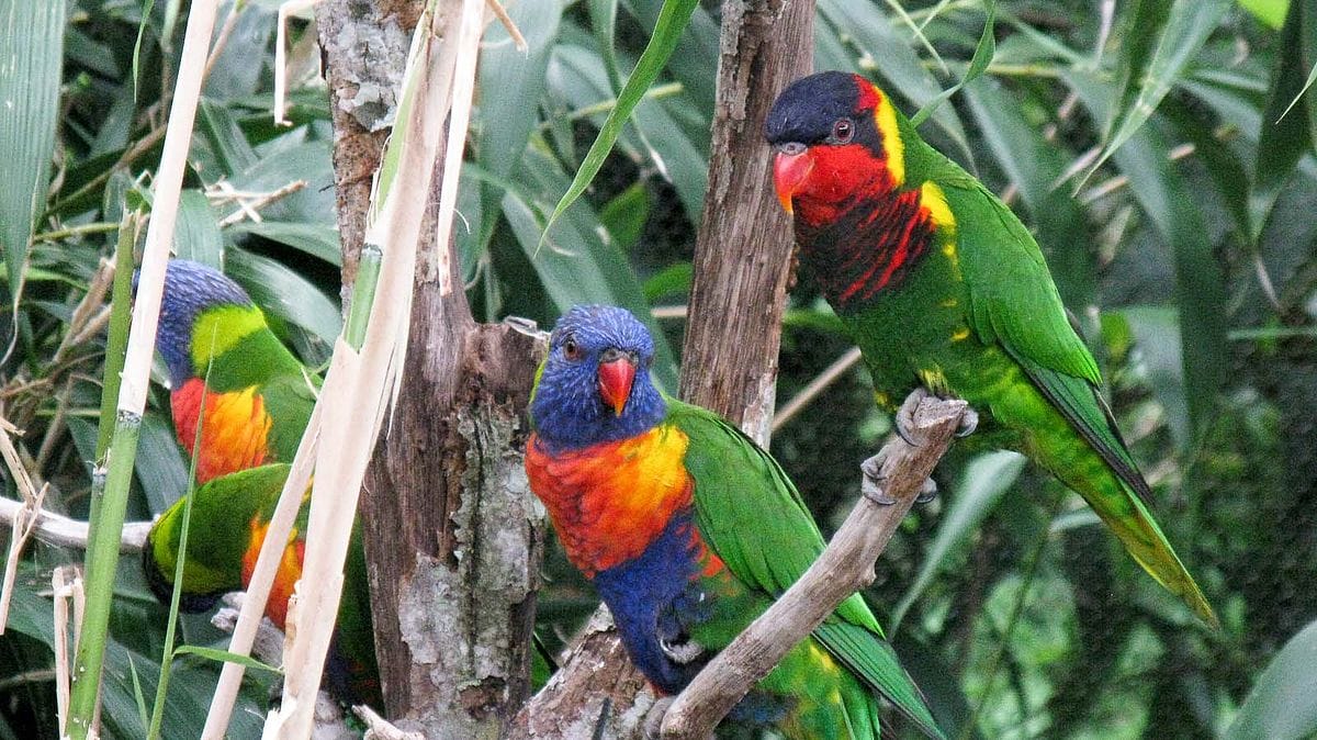 Lorikeets -Nahsville Zoo -two species-8a