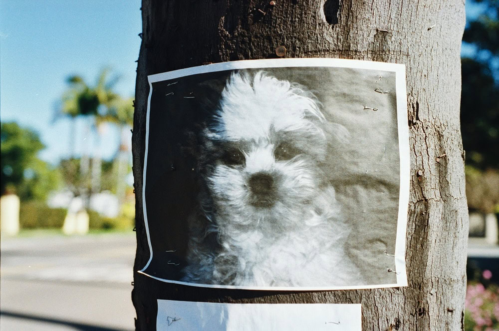 Lost Dog Sign on Post