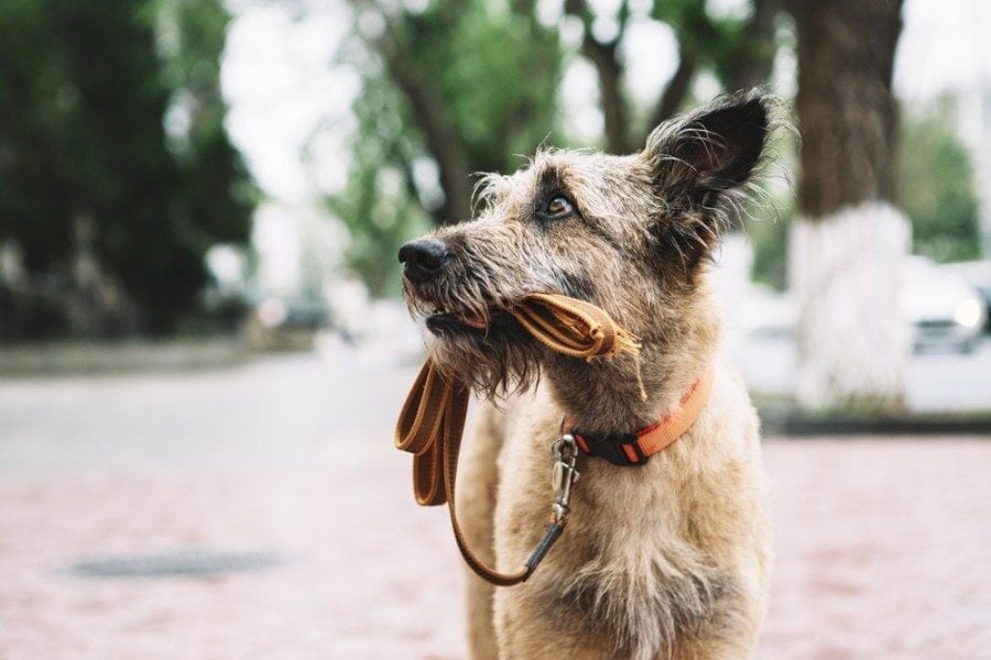 Lost Dog