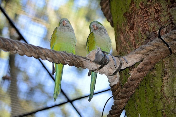 Lovebird