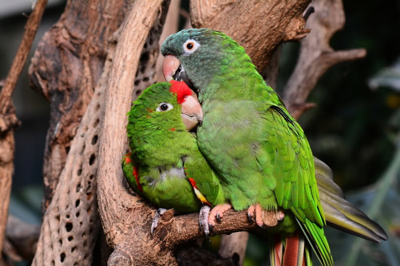 Lovebirds