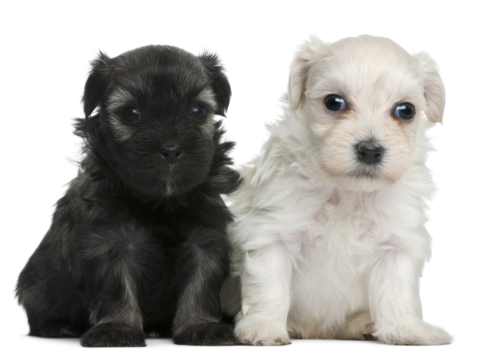 Lowchen puppies