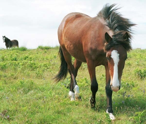 Lundy Ponies