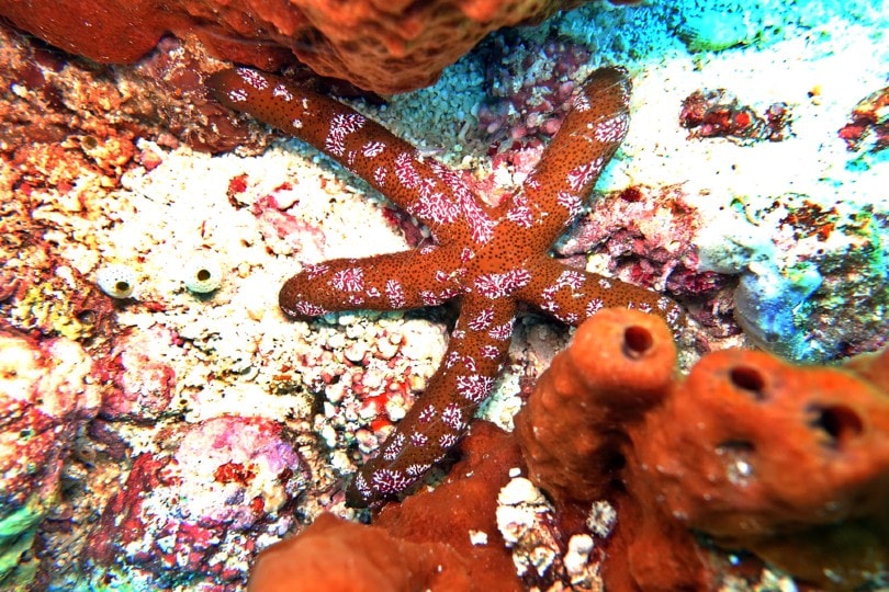 Luzon Starfish