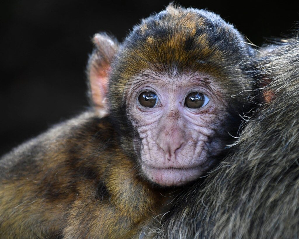Macaque Monkey close up_Pixabay