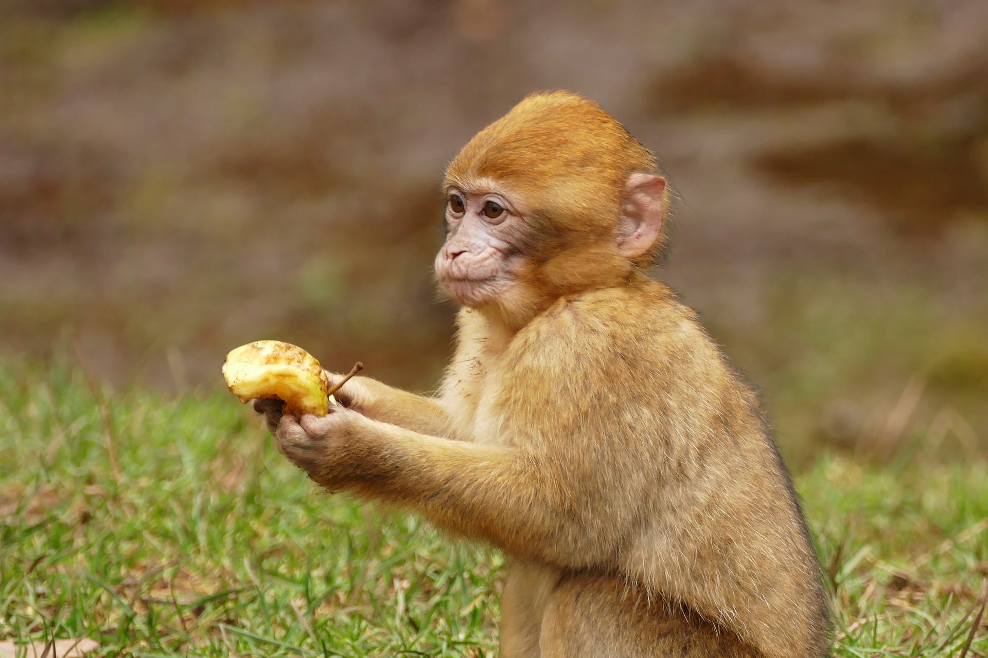 Macaque Monkey side view_Pixabay