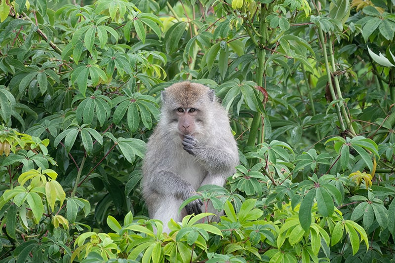 Macaque monkey in the tropical rainforest