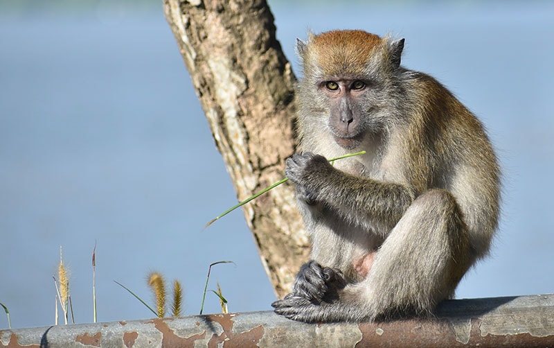 Macaque monkey sitting on a rail chewing on grass