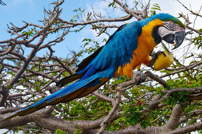 Macaw sitting on a branch eating pear