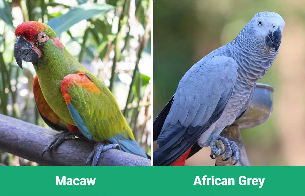 Macaw vs African Grey - Visual Differences