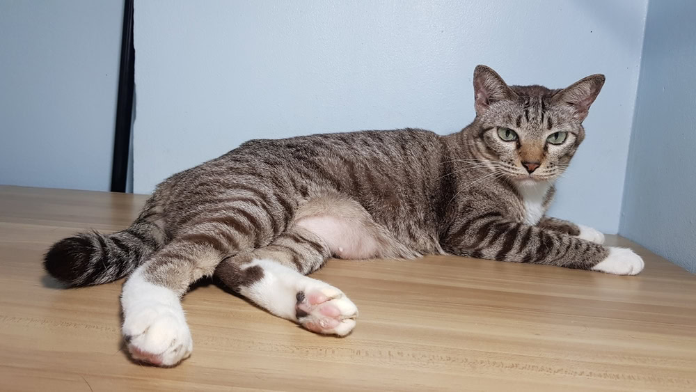 Mackerel cat