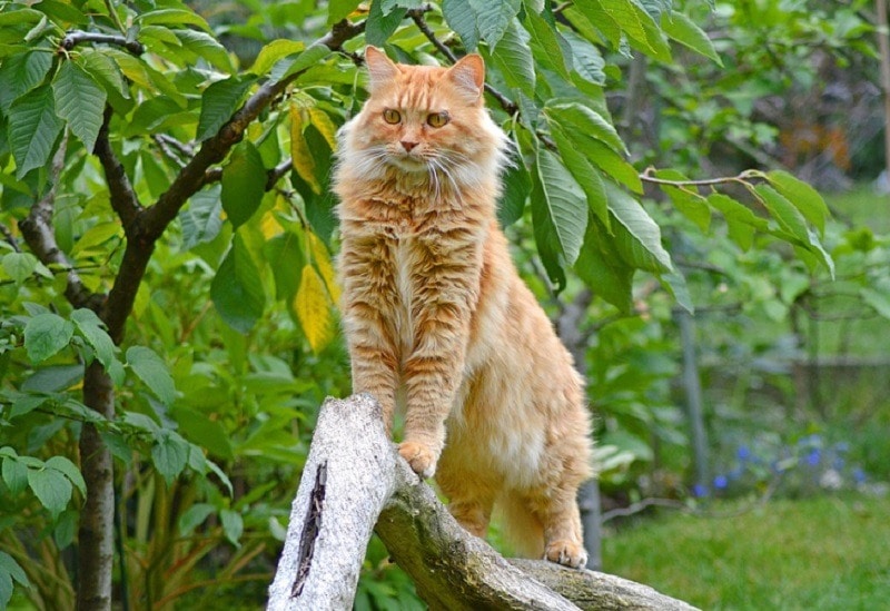 Maine Coon_KlausHausmann, Pixabay