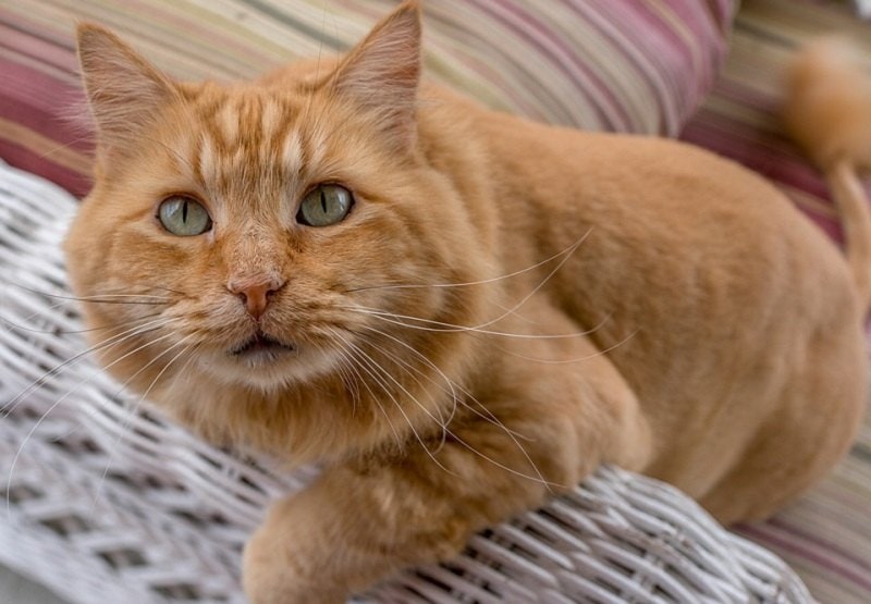 Maine Coon_Michelleraponi, Pixabay