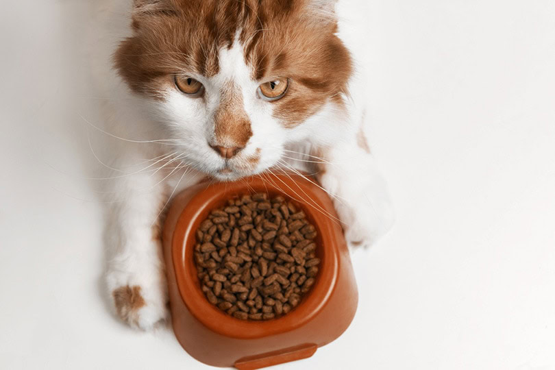 Maine Coon cat eating food