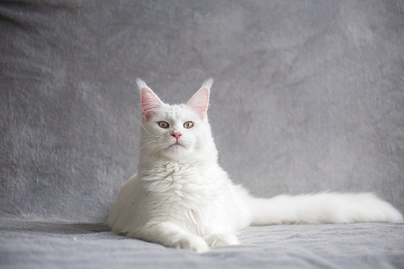 Maine Coon cat