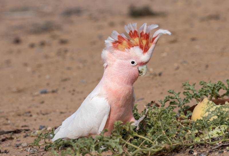 Major Mitchell Cockatoo