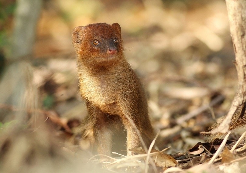 Malayan Weasel_Aeed Bird_shutterstock